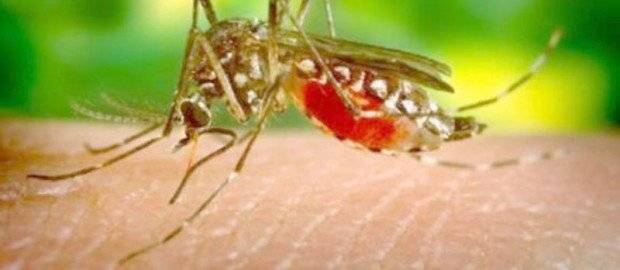 Tρία επιβεβαιωμένα κρούσματα του ιού του Δυτικού Νείλου στην Καβάλα