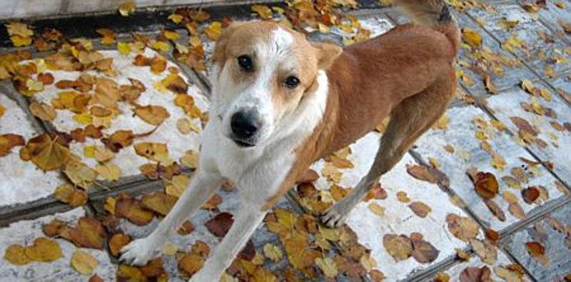  2.500 ευρώ για 25 στειρώσεις σκύλων στην Καβάλα