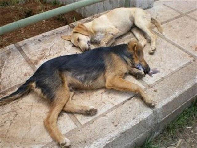  Σκοτώνουν σκυλιά στη συνοικία του Βύρωνα