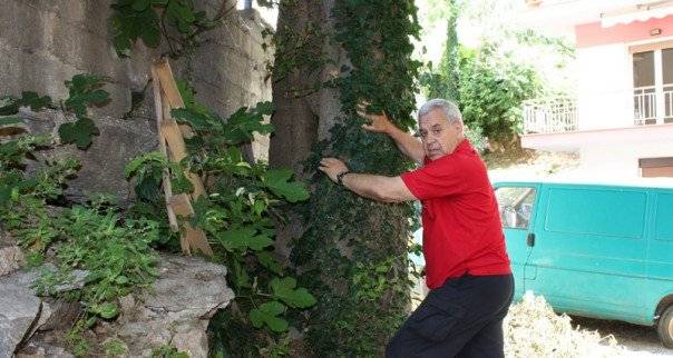  Δύο επικίνδυνα δέντρα στην οδό Σαπφούς