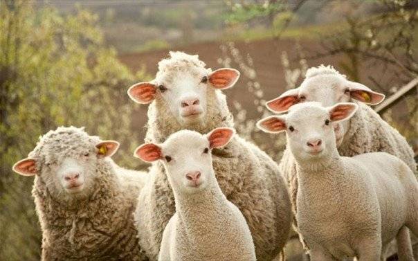  Θανατώθηκαν 600 πρόβατα