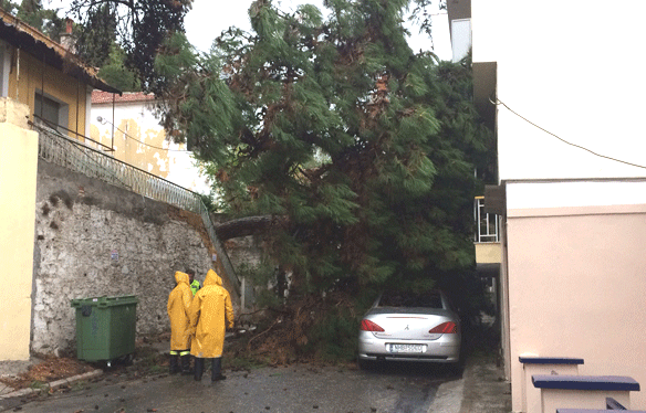  Κλειστή η οδός Σηλυβρίας απο πτώση δέντρου