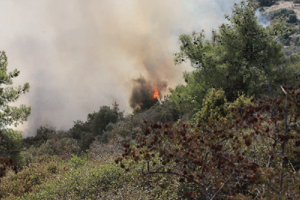  30 στρέμματα κάηκαν στη τοποθεσία “ΣΠΑΘΙΑ”