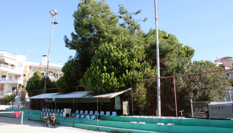  Επικίνδυνα δέντρα δίπλα στο γήπεδο τένις