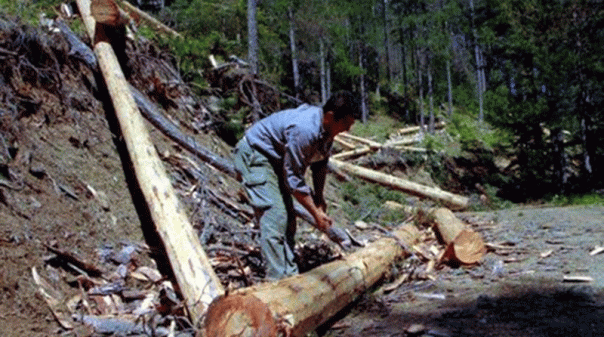  Θάσο : 53χρονος έχασε την ζωή του όταν τον πλάκωσε τμήμα δέντρου !