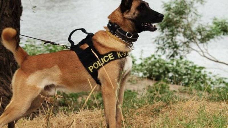  Καβάλα : 24χρονος συνελήφθη μέσα στο σπίτι του – Ο Αστυνομικός σκύλος μύρισε την κάνναβη