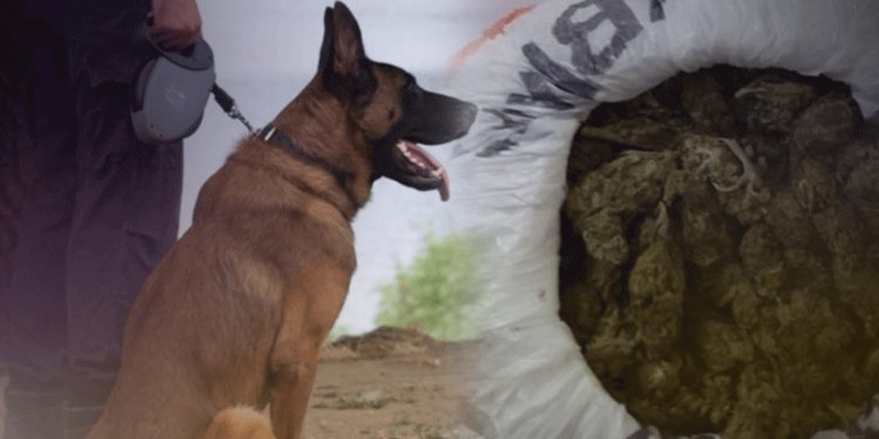  Εντοπισμός και κατάσχεση δενδρυλλίων ινδικής κάνναβης στη Σαμοθράκη με την συνδρομή αστυνομικού σκύλου του Κεντρικού Λιμεναρχείου Καβάλας