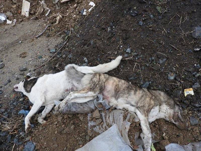 Δήμος Νέστου : Καταδικάζουμε την θανάτωση των αδέσποτων σκύλων
