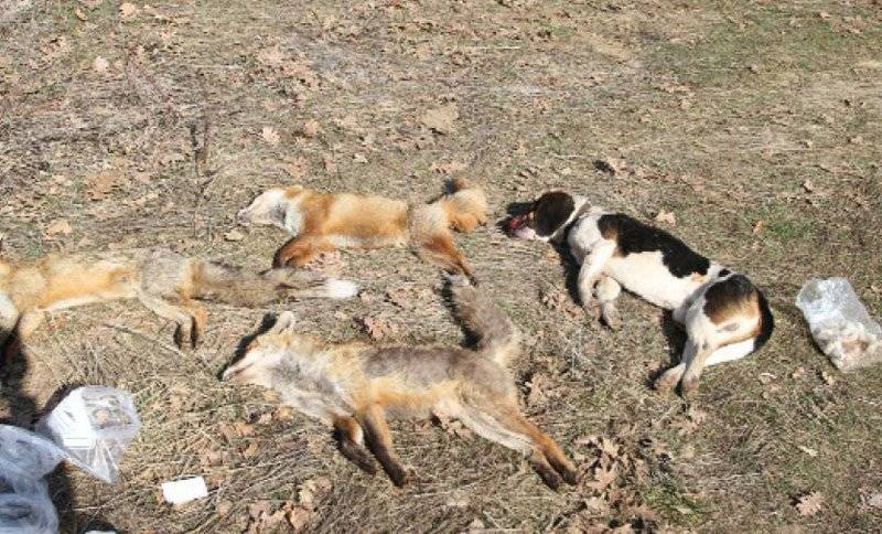  Απερίφραστη καταδίκη των περιστατικών δηλητηρίασης αδέσποτων ζώων από τον Δήμο Παγγαίου
