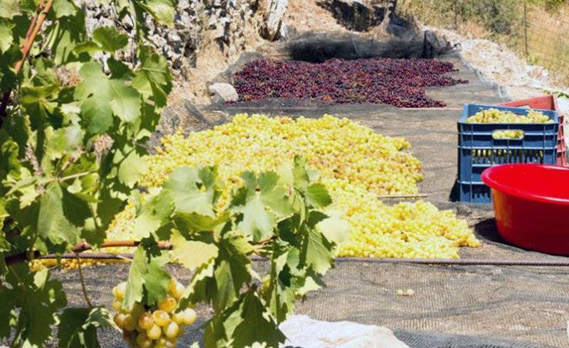  Σταφύλι: Καλή σεζόν περιμένουν οι παραγωγοί σε Τύρναβο και Καβάλα , προβληματισμός στην Κρήτη
