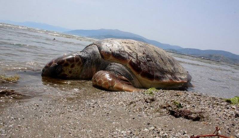  Νεκρή θαλάσσια χελώνα εντοπίστηκε στην Ρέμβη της Νέας Ηρακλείτσας