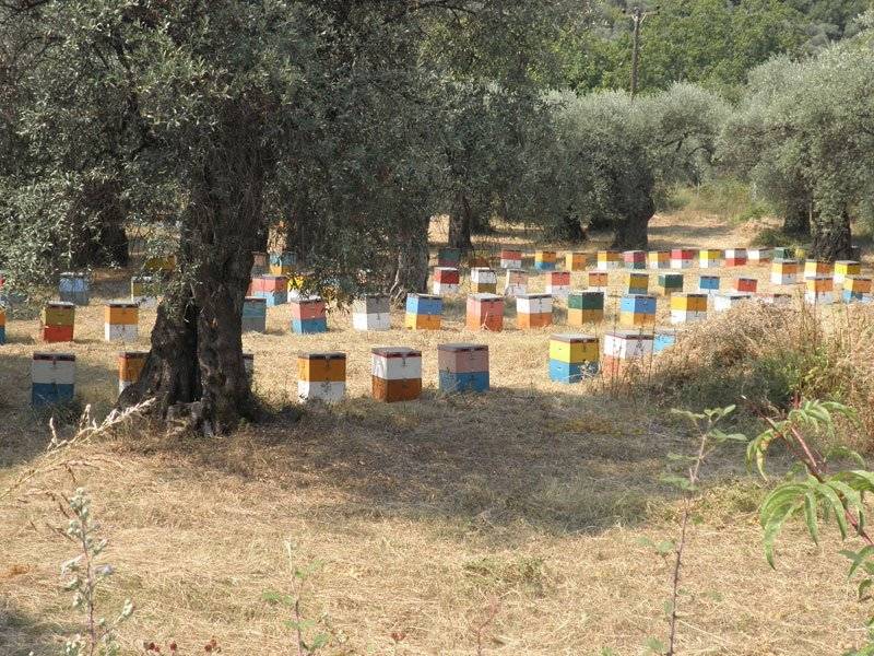  Αποτελέσματα εκλογών Μελισσοκομικού Συνεταιρισμού Θάσου
