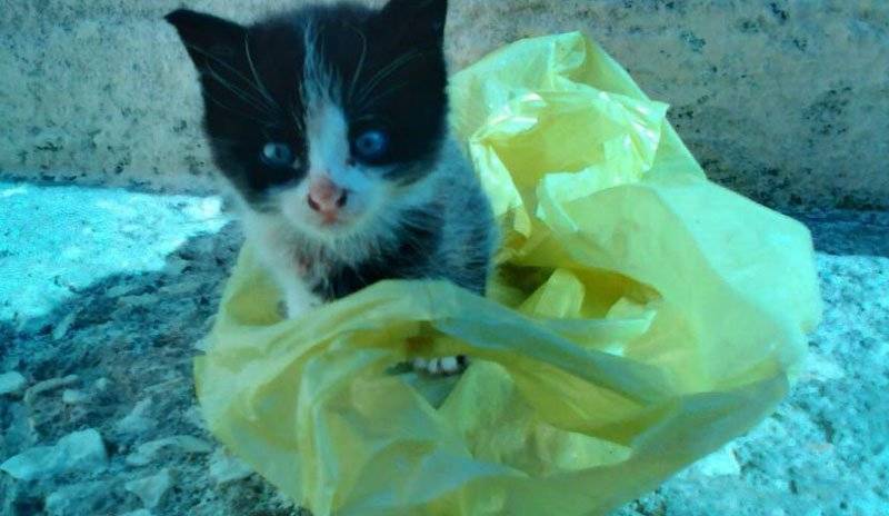  Άγνωστος πέταξε γατάκι στα σκουπίδια- Το περιστατικό καταγγέλλεται ότι έγινε στα Κηπιά