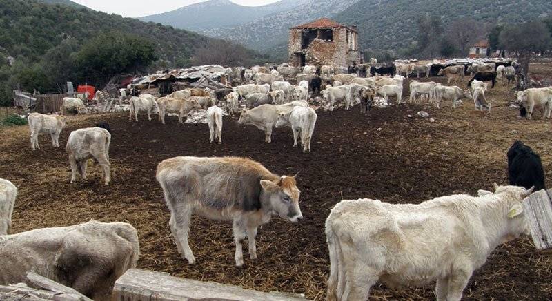  Καταδικαστικές αποφάσεις για αδέσποτες αγελάδες στο Χαλκερό