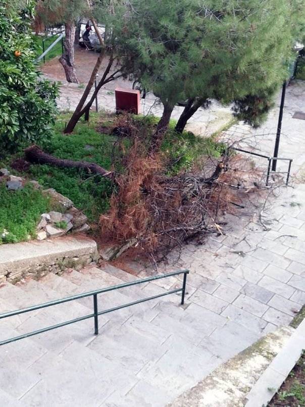  Μεγάλος κορμός δέντρου  πεσμένος στην οδό Δεληγιάννη