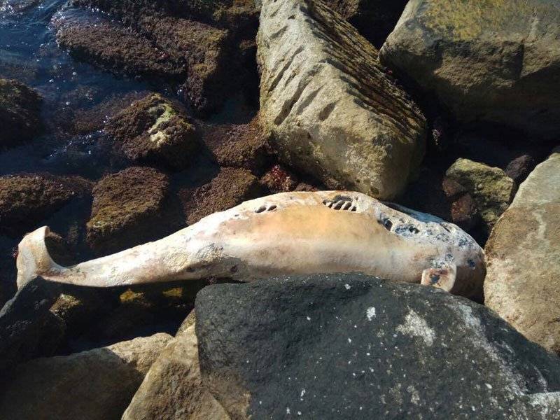  Νεκρό δελφίνι στη Ραψάνη