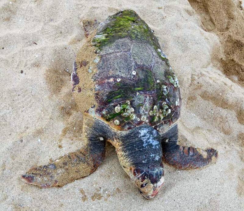  Στο Περιγιάλι η θάλασσα ξέβρασε θαλάσσια χελώνα (φώτο)