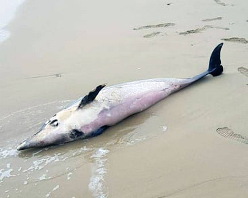  “Παγγαίο Αύριο” : Ανησυχία για το νεκρό δελφίνι που ξεβράστηκε στην παραλία της Κάρυανης
