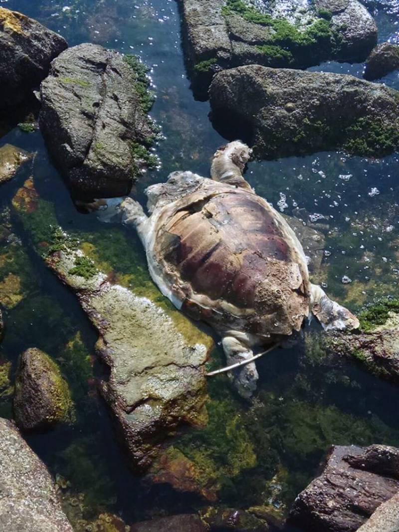  Νεκρή χελώνα στο Περιγιάλι (φώτο)
