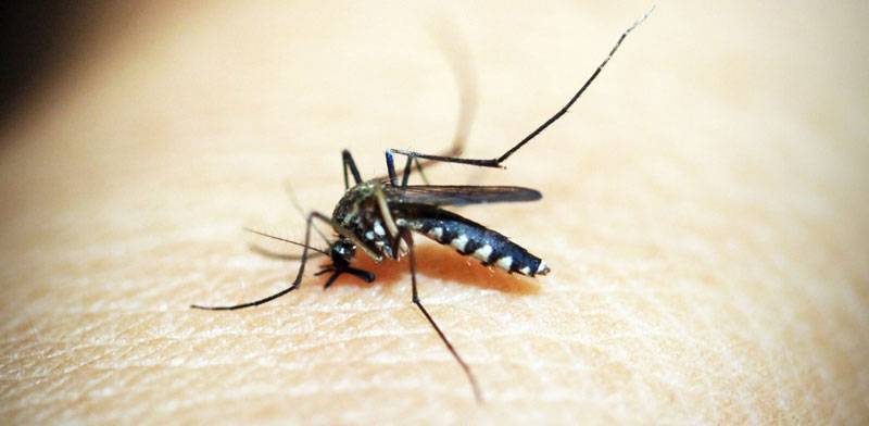  Ιός Δυτικού Νείλου: Αυτές οι περιοχές έχουν τα περισσότερα μολυσμένα κουνούπια