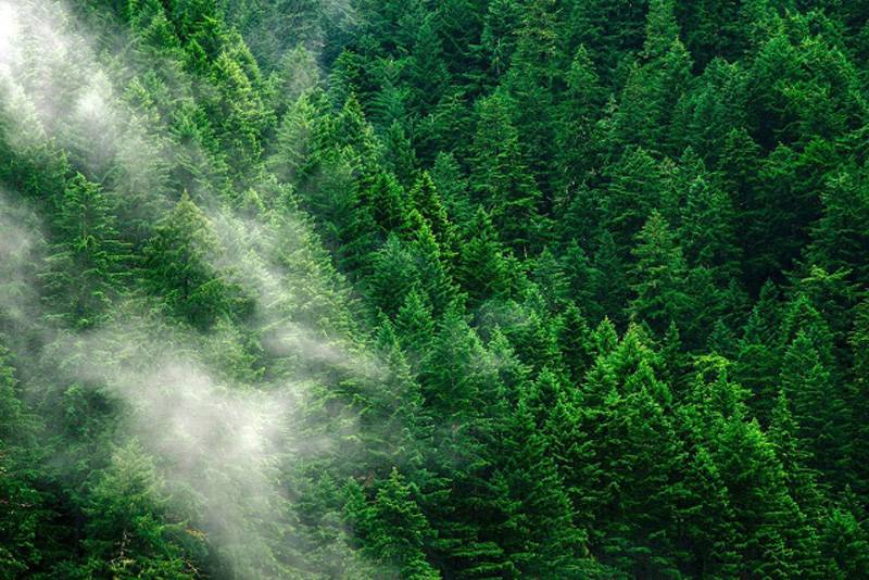  Τα αισθητικά δάση της χώρας – Στην λίστα το δάσος του Νέστου και του Αμυγδαλεώνα