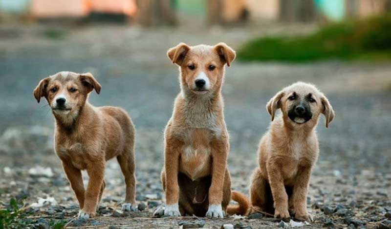  Δημιουργία βάσης δεδομένων δεσποζόμενων και αδέσποτων σκύλων Δήμου Θάσου
