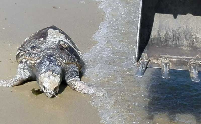  Νεκρή θαλάσσια χελώνα στη Νέα Ηρακλείτσα (φωτογραφία)