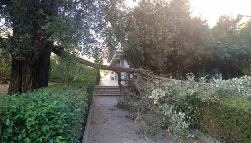  Ένα μεγάλο κλαδί δέντρου έπεσε στην είσοδο της Νομαρχίας (φωτογραφία)