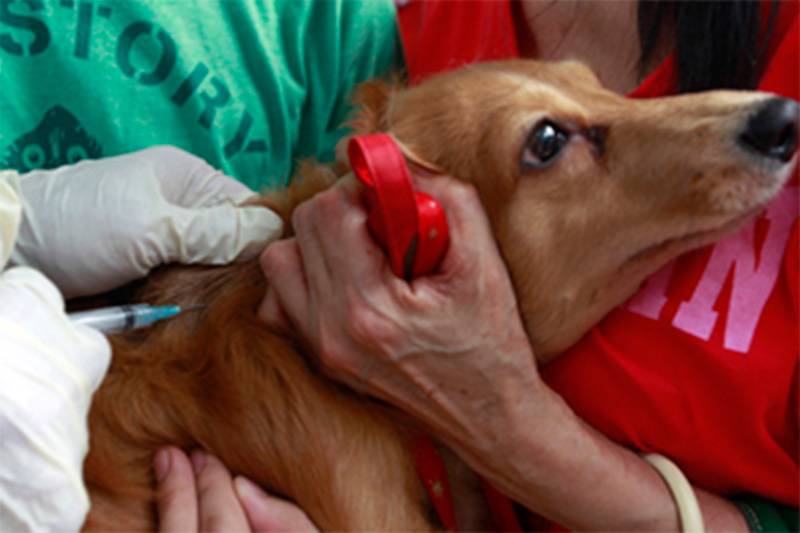  Δράσεις στειρώσεων και εμβολιασμού αδέσποτων ζώων στο Δήμο Θάσου
