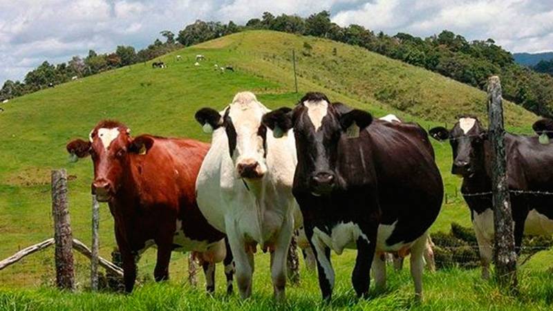  Οι κτηνοτροφικοί σύλλογοι της ΑΜΘ ζητούν άμεσα συνάντηση με τον Υπουργό Αγροτικής Ανάπτυξης & Τροφίμων
