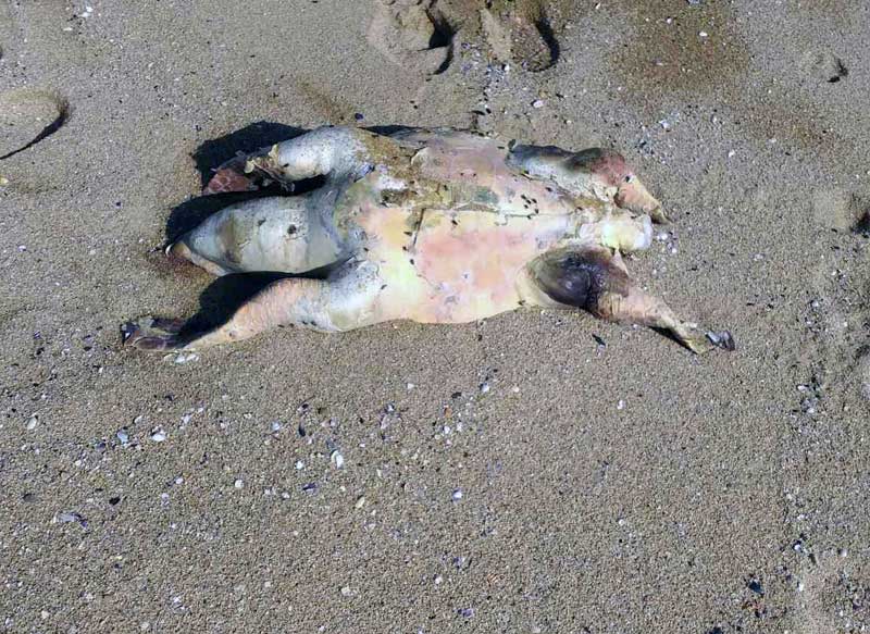  Νεκρή θαλάσσια χελώνα ξεβράστηκε στο Περιγιάλι (φωτογραφία)
