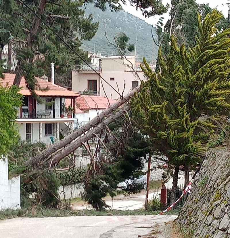  Πτώση μεγάλου δέντρου στη Ζαρκαδιά προκάλεσε πολύωρη διακοπή ρεύματος