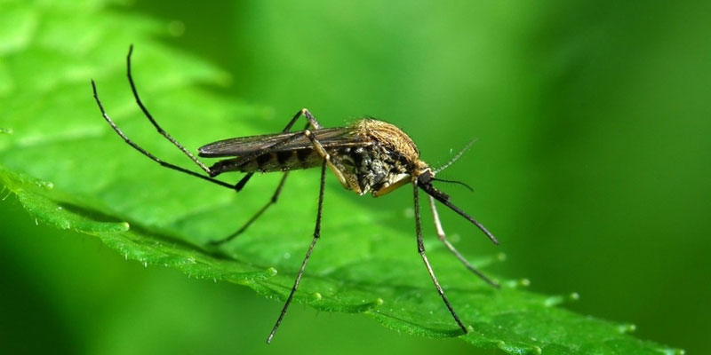  Έρχονται τα… κουνούπια – Μεταδίδουν τον κορονοϊό; Τι λένε οι ειδικοί