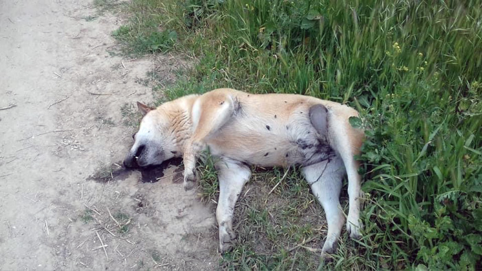  Κάποιοι δεν βάζουν με τίποτα μυαλό : Σκοτώνουν σκυλιά και στην Τούζλα! (φωτογραφίες)