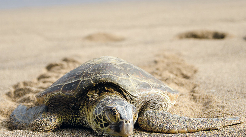  Δύο θαλάσσιες χελώνες εντοπίστηκαν νεκρές σε παραλίες της Καβάλας