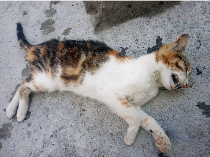  Ο Φιλοζωικός Σύλλογος Δήμου Παγγαίου «Νώε» καταγγέλλει περτιστατικά θανάτωσης γατών (φωτογραφία)
