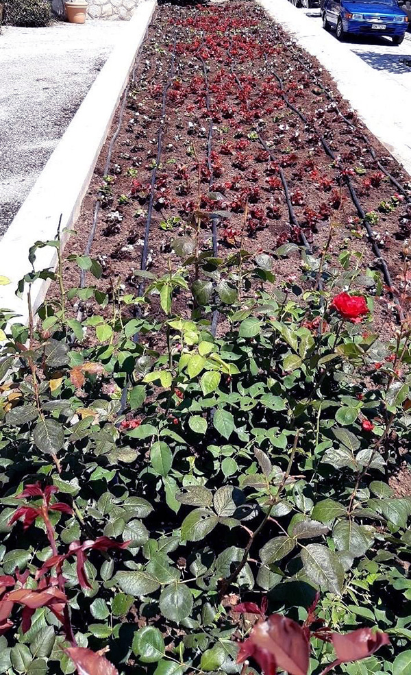  Καλλωπιστικά φυτά & εποχικά λουλούδια στον κήπο του Δημαρχιακού Μεγάρου (φωτογραφία)