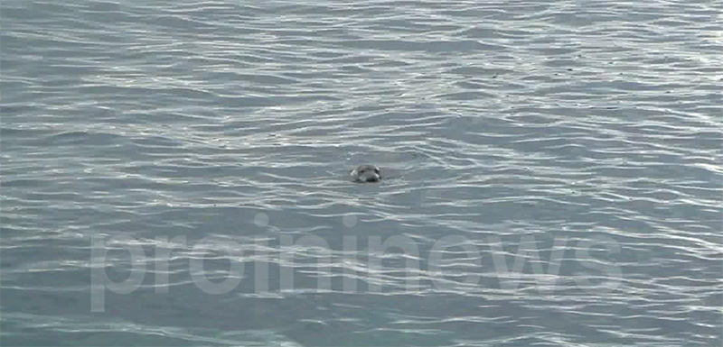  Μια φώκια στην ακτή των Κοινύρων (video)