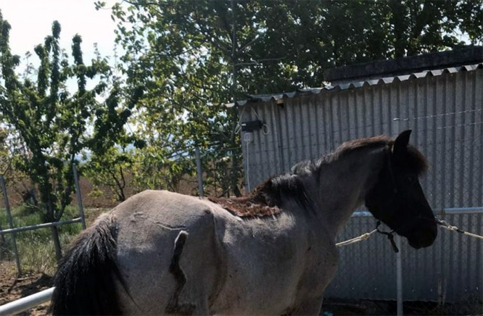  Συστηματικές δηλητηριάσεις καταγγέλλει η υπεύθυνη της Ακαδημίας Ιππασίας στο Δάτο – Επικήρυξη με 7.000€ για το θάνατο ενός αλόγου (φωτογραφίες)