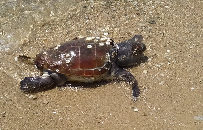  Νεκρή θαλάσσια χελώνα στην Παραλία Οφρυνίου (φωτογραφία)