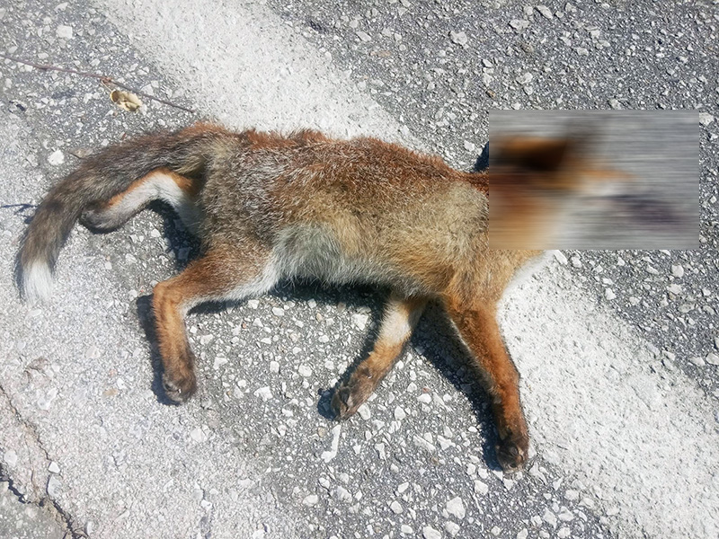  Αυξημένα περιστατικά νεκρών αλεπούδων στο Δήμο Παγγαίου (φωτογραφίες)
