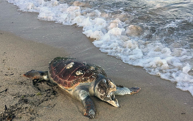  Νεκρή θαλάσσια χελώνα στην παραλία της Κάρυανης
