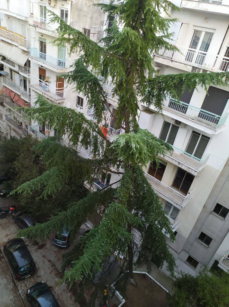  Είναι επικίνδυνο το πανύψηλο δέντρο στον ακάλυπτο χώρο πολυκατοικιών στο κέντρο της πόλης;