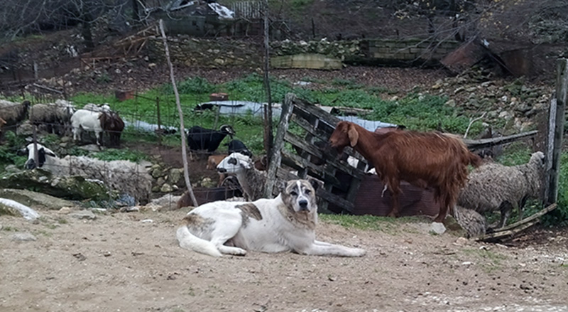  Διαμαρτυρία από τη Νικήσιανη: Αγέλη σκύλων κτηνοτρόφου συχνά επιτίθεται σε ανθρώπους