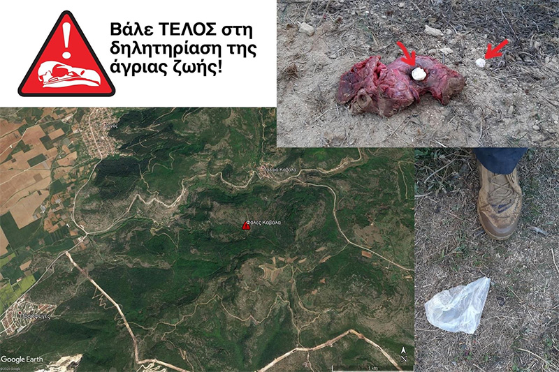  Φόλες με κάψουλες κυανίου στην περιοχή της Παλαιάς Καβάλας καταγγέλλει η Ελληνική Ορνιθολογική Εταιρία