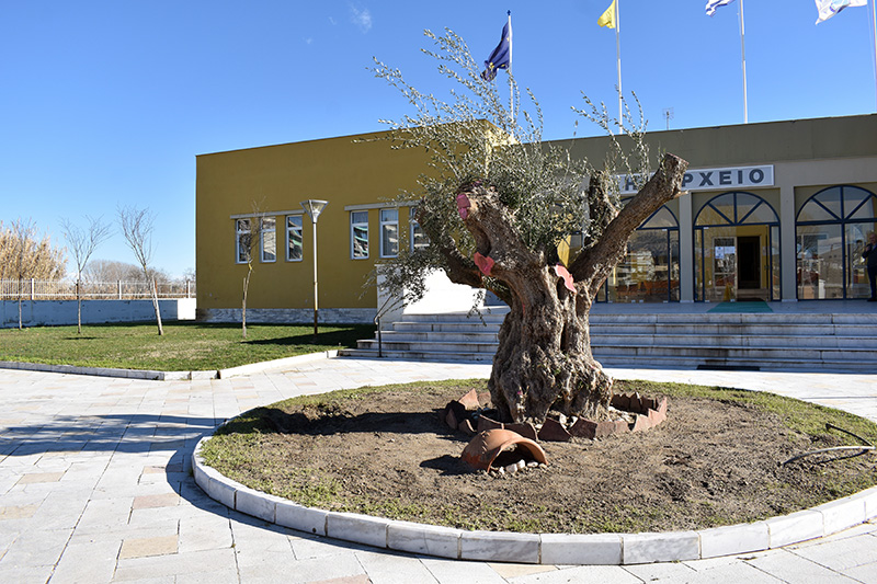  Μια υπεραιωνόβια ελιά κοσμεί την αυλή του Δημαρχείου Νέστου (φωτογραφίες)