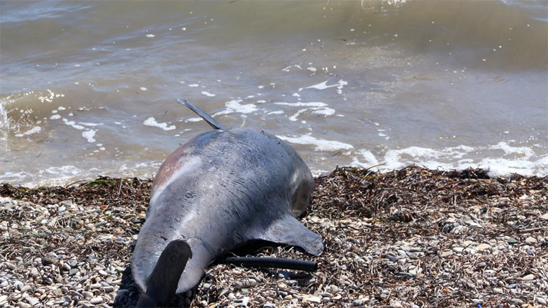 Νεκρό δελφίνι στην Καλλιράχη Θάσου