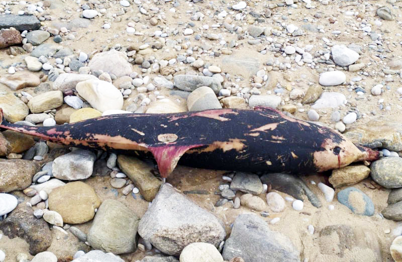  Νεκρό δελφίνι σε παραλία του Δήμου Παγγαίου (φωτογραφίες)