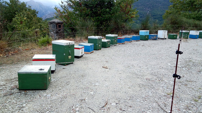  Εξιχνιάστηκε κλοπή 47 μελισσοκυψελών από δασική περιοχή της Ελευθερούπολης