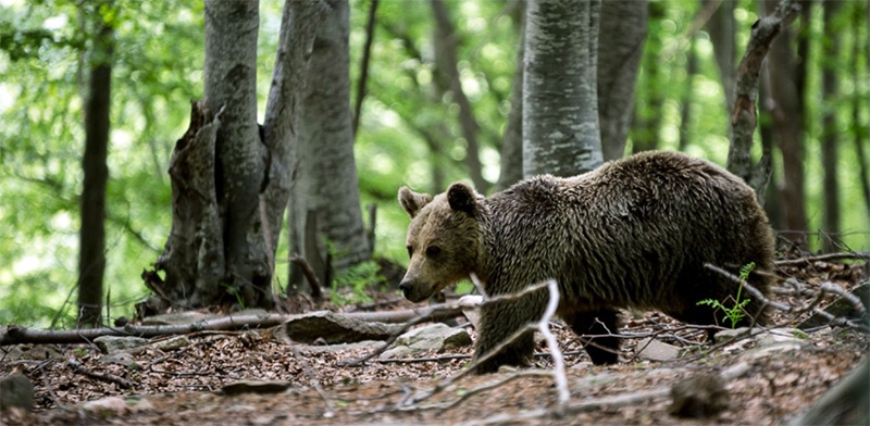  Νέες ενδείξεις για παρουσία αρκούδας κοντά σε χωριά του Παγγαίου (φωτογραφίες)